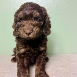 Chief - Chocolate male Australian Labradoodle puppy in Helena, Montana from Labradoodles of Montana