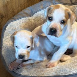 Big John - Orange and white male Pointer puppy in Manhattan, Illinois from Monarch Pointers & Cockers