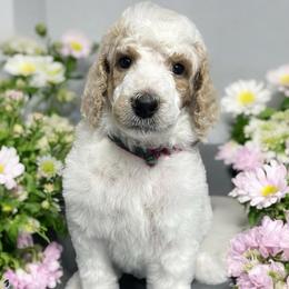 Luke - Cream male Poodle puppy in Prosperity, Pennsylvania from Stelladoodles & Company
