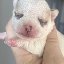 Chihuahua and French Bulldog Puppies from Sasha’s Elite Kennel LLC