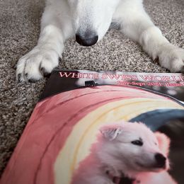Berger Blanc Suisse Puppies from Nasha Comanda White Swiss Shepherds
