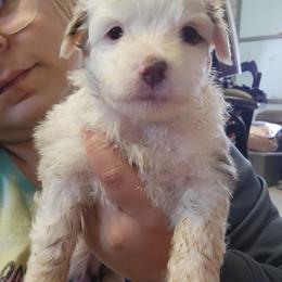 Eros - Red merle male Miniature Australian Shepherd puppy in Dalhart, Texas from RNL Family Raised Pups