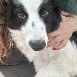 English Shepherd Puppies from Organic Heritage English Shepherds