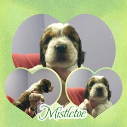 Mistletoe (Now Ginger) - Liver white and tan female English Springer Spaniel puppy in Westover, Maryland from Sterling's springer Haven