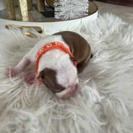Girl orange collar - Seal and white female Boston Terrier puppy in Sunnyside, Washington from Castellanos Bostons