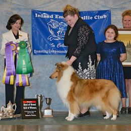Collie and Shetland Sheepdog All Grown Up from Zandria Collies and Shetland Sheepdogs