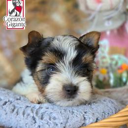 Alex - Black tan and white female Biewer Terrier puppy in California from Corazon de gigante