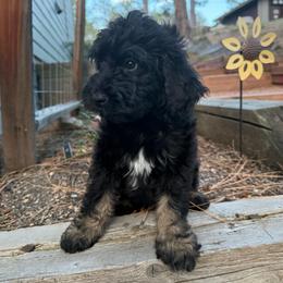 Tide - Phantom male Bernedoodle puppy in Monument, Colorado from Colorado Dreamin Doodles