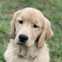 Echo  - Golden Retriever