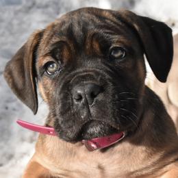 Cane Corso Puppies from Willow Creek Cane Corsos