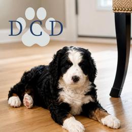 Girl 1 - Tri-color female Bernedoodle puppy in Sugar Hill, Georgia from Deep Creek Doodles