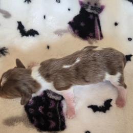 Boo (3000 limited AKC) - Piebald male Dachshund puppy in Eldon, Missouri from Pure Joy Dachshunds