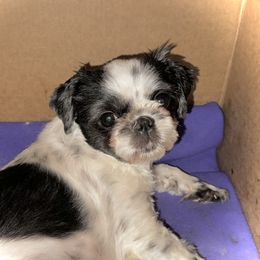 Molly - Shih Tzu
