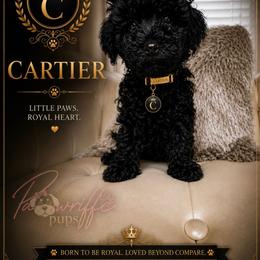 Cartier - Black male Poodle puppy in Spring Lake, North Carolina from Pawriffic Pups