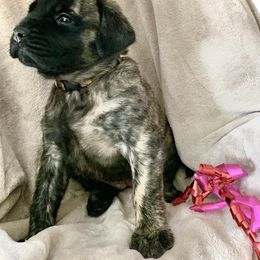 Mastiff Puppies from Eagle Pond Mastiffs