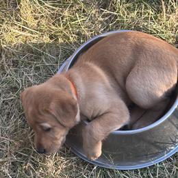 America - Yellow female Labrador Retriever puppy in Cheney, Washington from Loudon's Labradors