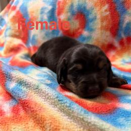 Girl 1 - Black and tan female Dachshund puppy in Winton, North Carolina from Parker’s all American Doxies