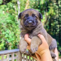 Meleys - Sable female German Shepherd puppy in Santa Cruz, California from Von Guadachi German Shepherds & Audacity Border Collies