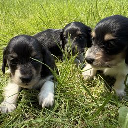 Dachshund puppies from Divine Dogs