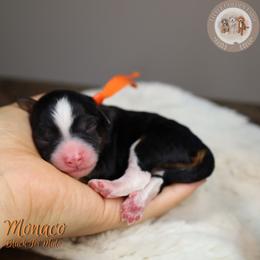 Monaco - Black tri-color male Aussiedoodle puppy in Fort Myers, Florida from Little Golden Farm