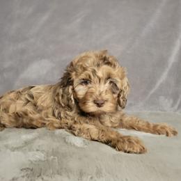 Jamie - Brown and tan male Cockapoo puppy in Missouri from KDK Missouri Miniature Poodles