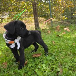 Arcadia - Black female Giant Schnauzer puppy in Fraziers Bottom, West Virginia from Loyal Hearts Farm / RK's Dobermans