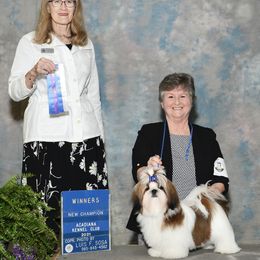 Shih Tzu Puppies from Cheryl Strak's Shih Tzus