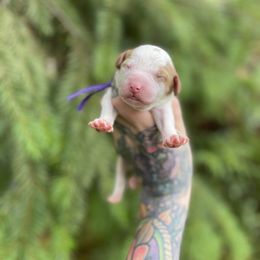 Aspen - Parti female Goldendoodle puppy in Roseburg, Oregon from Dbos Furry Friends