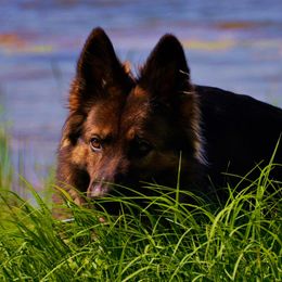 Hoda - German Shepherd