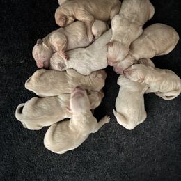 Kona Girl 1 - Golden female Golden Retriever puppy in Fort Morgan, Colorado from Golden Girls Kennels, LLC