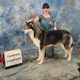 Mia - Siberian Husky