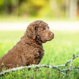 Boy 2 - Brown male Chesapeake Bay Retriever puppy in Newnan, Georgia from Laurelwood Chesapeakes