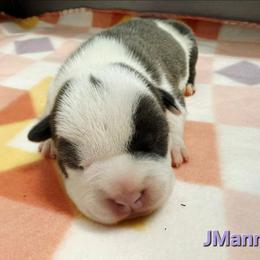 JMann - Blue male American Staffordshire Terrier puppy in Clintwood, Virginia from SkyBlue Kennel