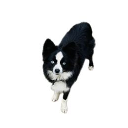 Mo - Toy Australian Shepherd