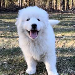 London - White female Maremma Sheepdog puppy in Kalamazoo, Michigan from Wild at Farm