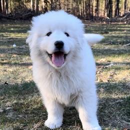 London - White female Maremma Sheepdog puppy in Kalamazoo, Michigan from Wild at Farm