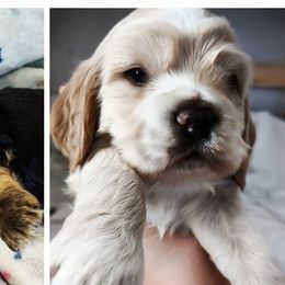Cocker Spaniels from Van Winkle Family Pets