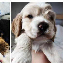 Cocker Spaniels from Van Winkle Family Pets