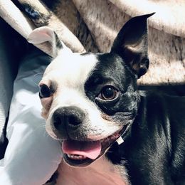 Quinn - Boston Terrier