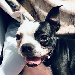 Quinn - Boston Terrier