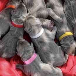 Dilute Retrievers from Hickory Hills Silver Labs