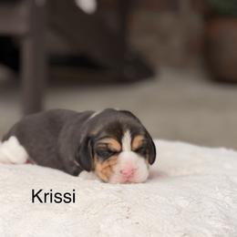 Krissi - Black tan and white female Beagle puppy in Mansfield, Missouri from Rippee Creek Kennel