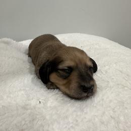 Dachshund puppies from Raws Doxies