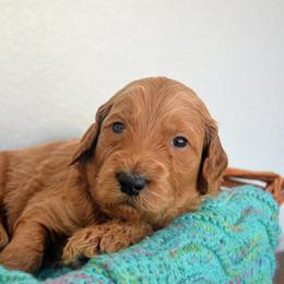 Goldendoodle Puppies from Em & El Doodles