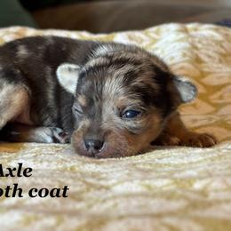 Axle - Merle male Chihuahua puppy in Beckemeyer, Illinois from Guardian’s of the Chihuahuas