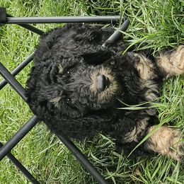 Cosmo - Phantom Bernedoodle puppy in Columbiana, Ohio from Painted Doodles and Poodles LLC