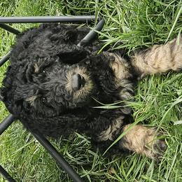 Cosmo - Phantom Bernedoodle puppy in Columbiana, Ohio from Painted Doodles and Poodles LLC