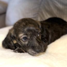 Boy 1 - Brindle male Dachshund puppy in Fredonia, Arizona from Desert Horizon Dachshunds