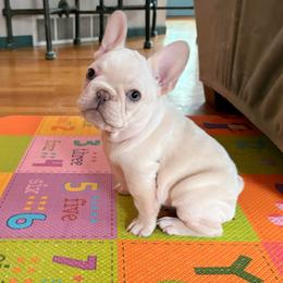 Igor - Cream male French Bulldog puppy in Boyne City, Michigan from Gichigami French Bulldogs