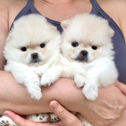Biscuit - Cream male Pomeranian puppy in Irvine, California from Bon Bon Poms